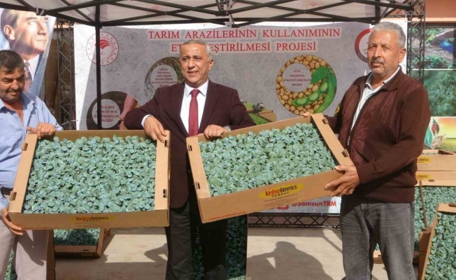Samsun’da 34 üreticiye 650 bin brokoli fidesi dağıtıldı