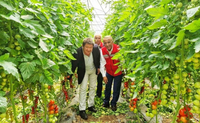 Karadeniz’in en büyük sebze serasında sezonun ilk domates hasadı yapıldı