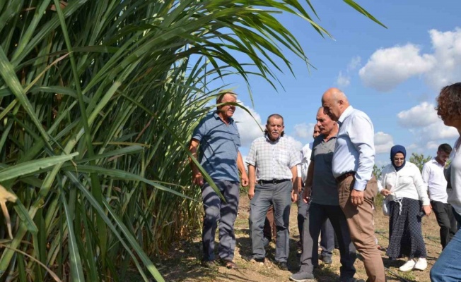 Bafra Ovası’nda maralfalfa yem bitkisi denemesi