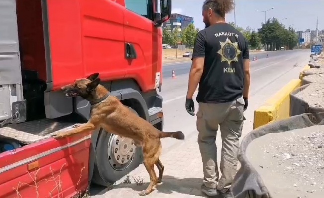 Samsun’da narkotik dedektör köpeği tırda çeşit çeşit uyuşturucu buldu