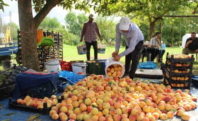 Çarşamba Ovası’nda şeftali hasadı