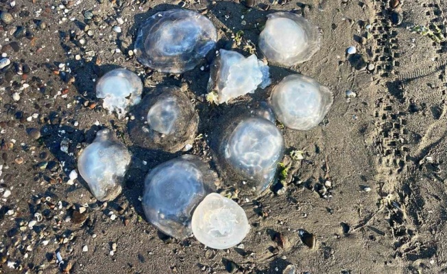 Karadeniz’deki yeni tehlike: Rhizostoma türü denizanası