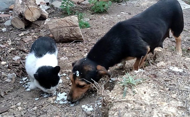 Kedi ve köpek, didişmek yerine dost olmayı seçti