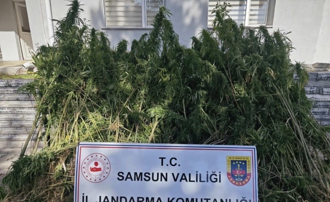 Samsun’da jandarma 728 kök kenevir bitkisi ele geçirdi