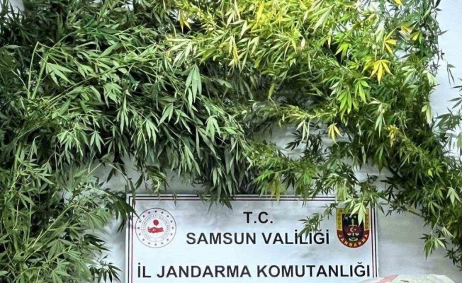 Samsun’da jandarma 8 kilo kubar esrar ele geçirdi