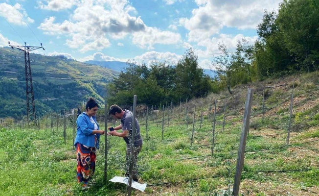 Zeytin fidan tırtılı uyarısı