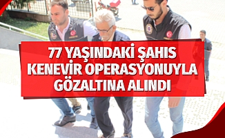 77 yaşındaki şahıs kenevir operasyonunda gözaltına alındı