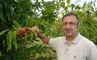 Gal arısına dayanıklı kestanenin hasadına başlandı