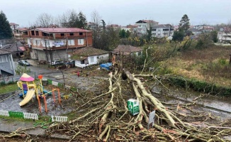 Anıt ağaç, fırtınada yıkıldı