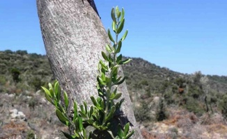 Samsun’da 11 hektarlık alanda yabani zeytin aşılaması yapıldı